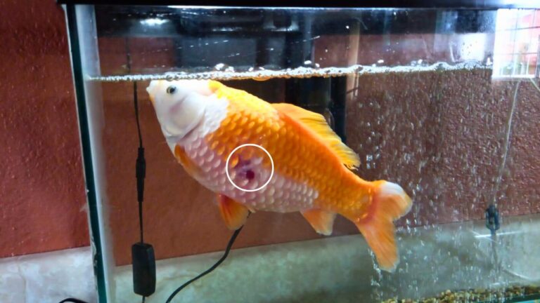 Red Pest Disease in Goldfish - Symptoms, Causes, Treatment & Prevention Guide