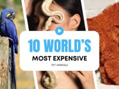 10 World’s Most Expensive Pets You Can Buy 10 World's Most Expensive Pets
