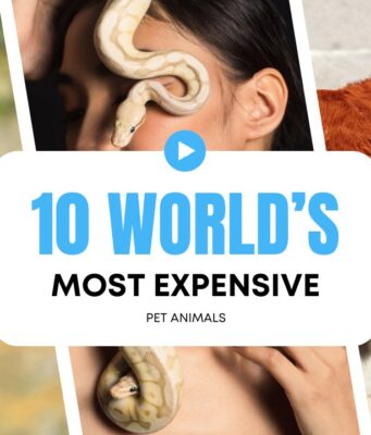 10 World’s Most Expensive Pets You Can Buy 10 World's Most Expensive Pets