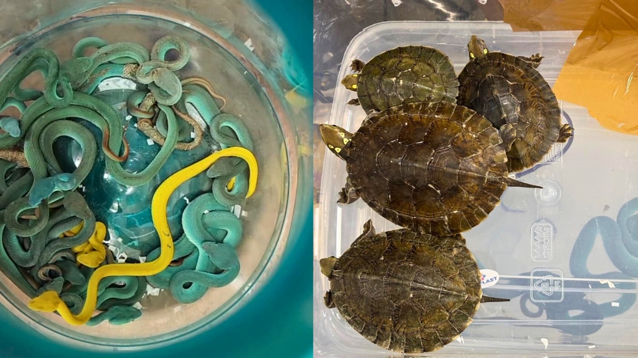 52 Exotic Reptiles and Turtles Seized from Bangkok Passenger at Mumbai Airport