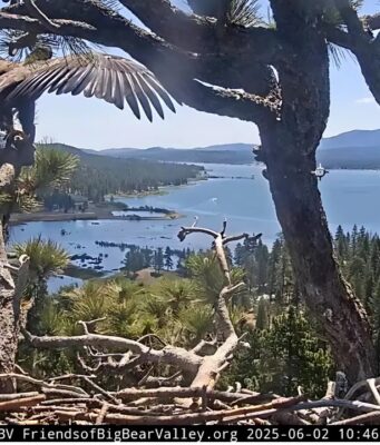 From Nest to Sky: Baby Bald Eagle Sunny’s First Flight in California’s Big Bear Baby Bald Eagle Sunny’s First Flight in California’s Big Bear