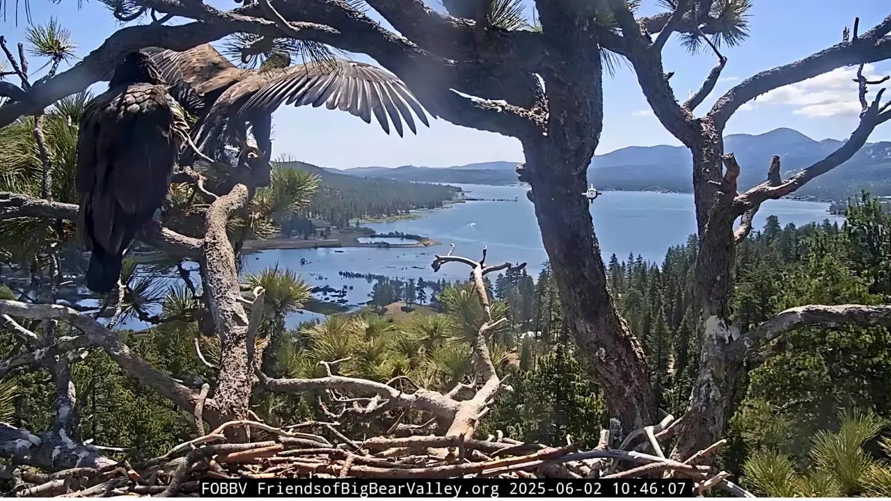 Baby Bald Eagle Sunny’s First Flight in California’s Big Bear