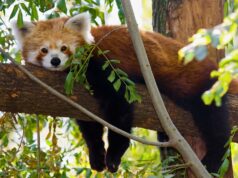 Endangered Red Panda Heist Foiled at Jawalakhel Zoo: Two Suspects Arrested Endangered Red Panda Heist Foiled at Jawalakhel Zoo