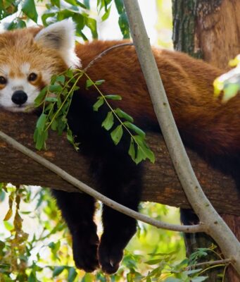 Endangered Red Panda Heist Foiled at Jawalakhel Zoo: Two Suspects Arrested Endangered Red Panda Heist Foiled at Jawalakhel Zoo