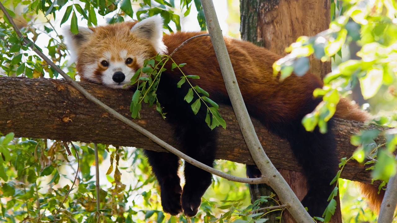 Endangered Red Panda Heist Foiled at Jawalakhel Zoo